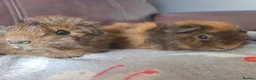 Guinea Pig rodents for sale: Baby guinea pigs, 1 girl, 1 boy - Advert 20