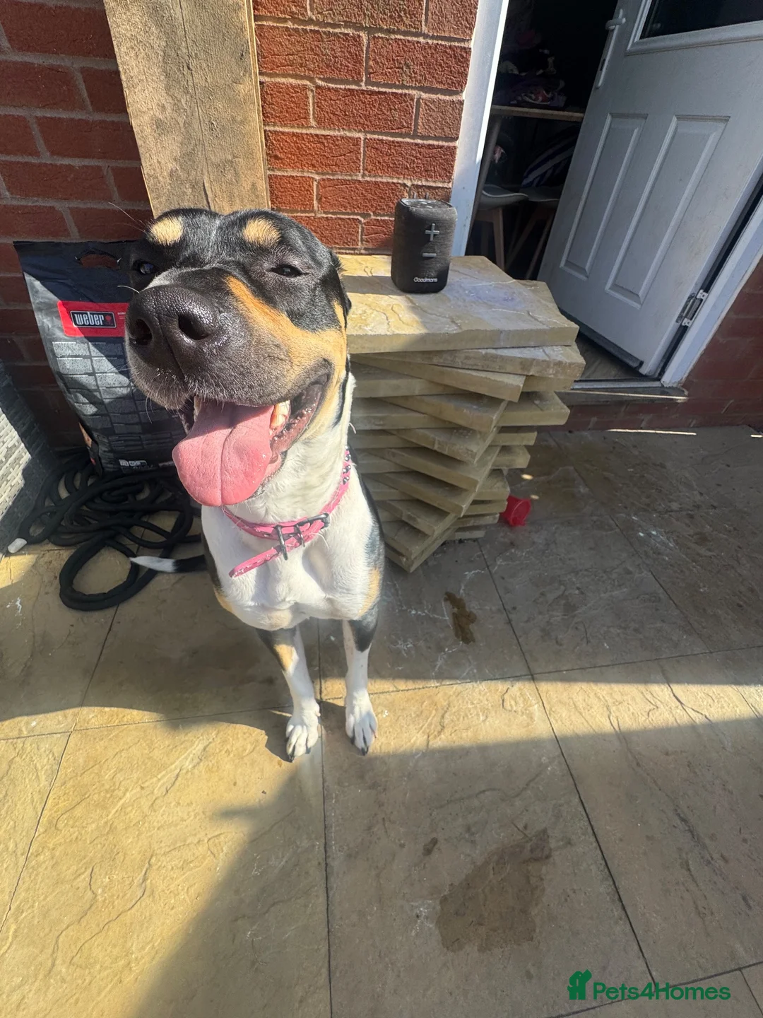 Staffordshire Bull Terrier dogs for sale: Staffie cross bitch  - Advert 6