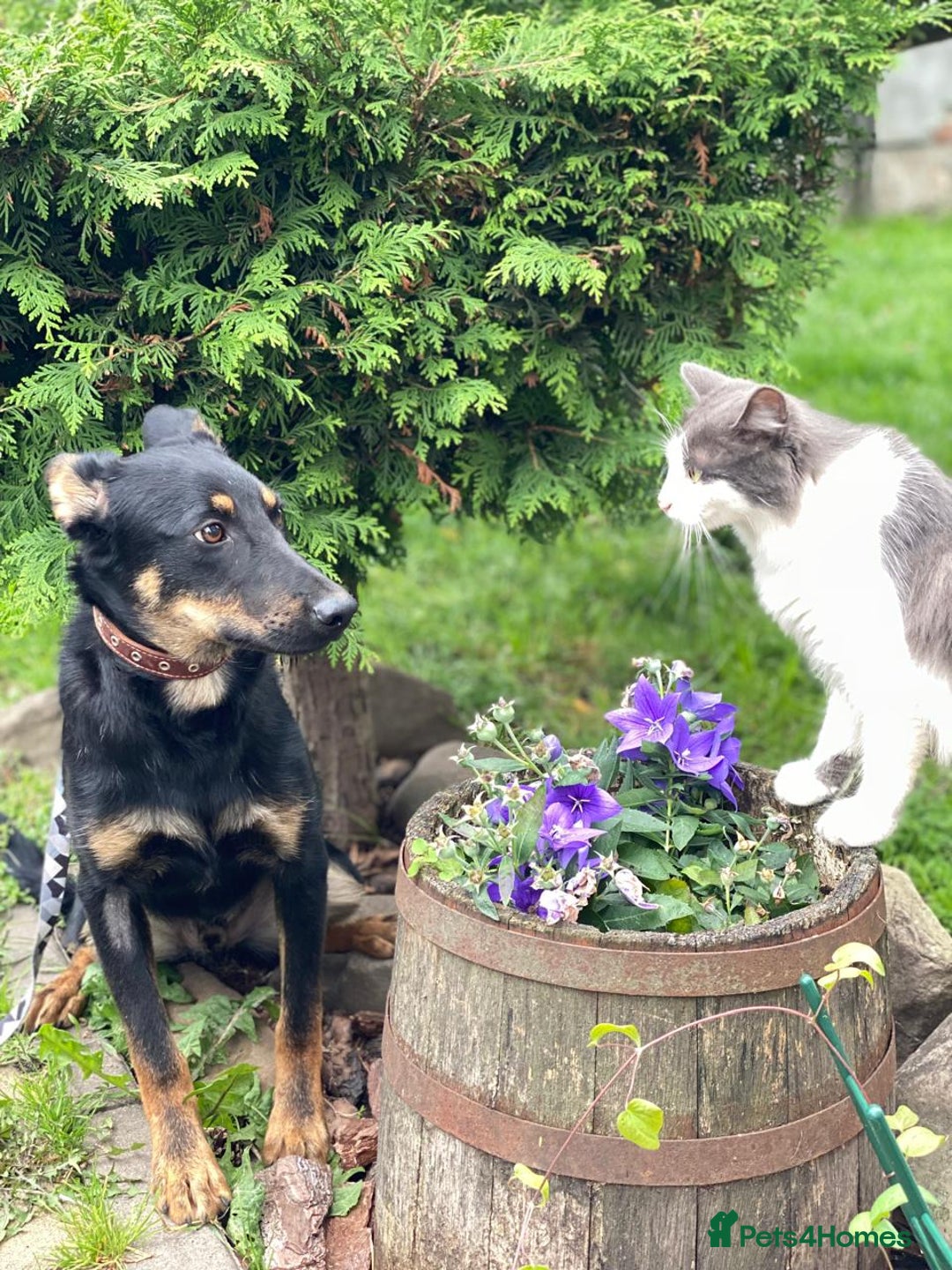 Mixed Breed dogs for adoption: 💙🐶 OLCHIK 🐶💙 - Image 6