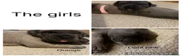 Cane Corso dogs for sale: Cane corso pups  in Dinas Powys - Advert 16