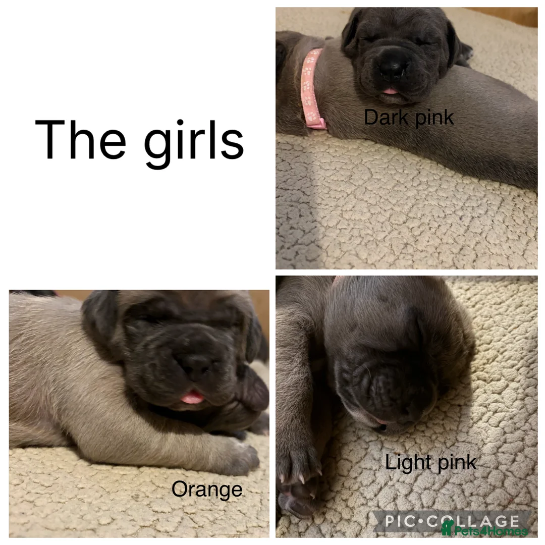 Cane Corso dogs for sale: Cane corso pups  in Dinas Powys - Advert 16