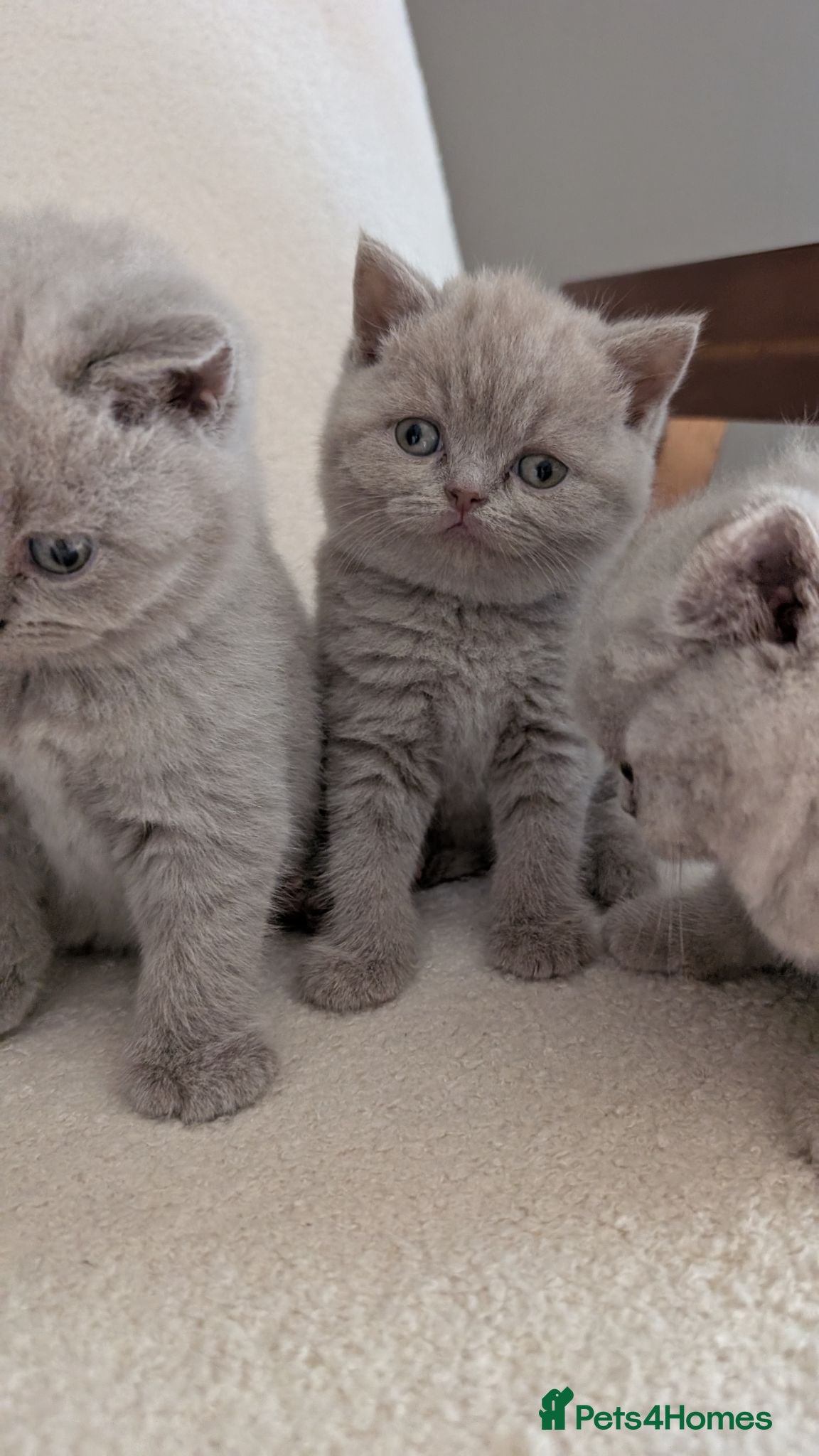 British Shorthair cats Lilac British shorthair kittens - Advert 17