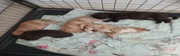 Sproodle dogs for sale: Beautiful F1B Sproodles!  in Doncaster - Advert 16