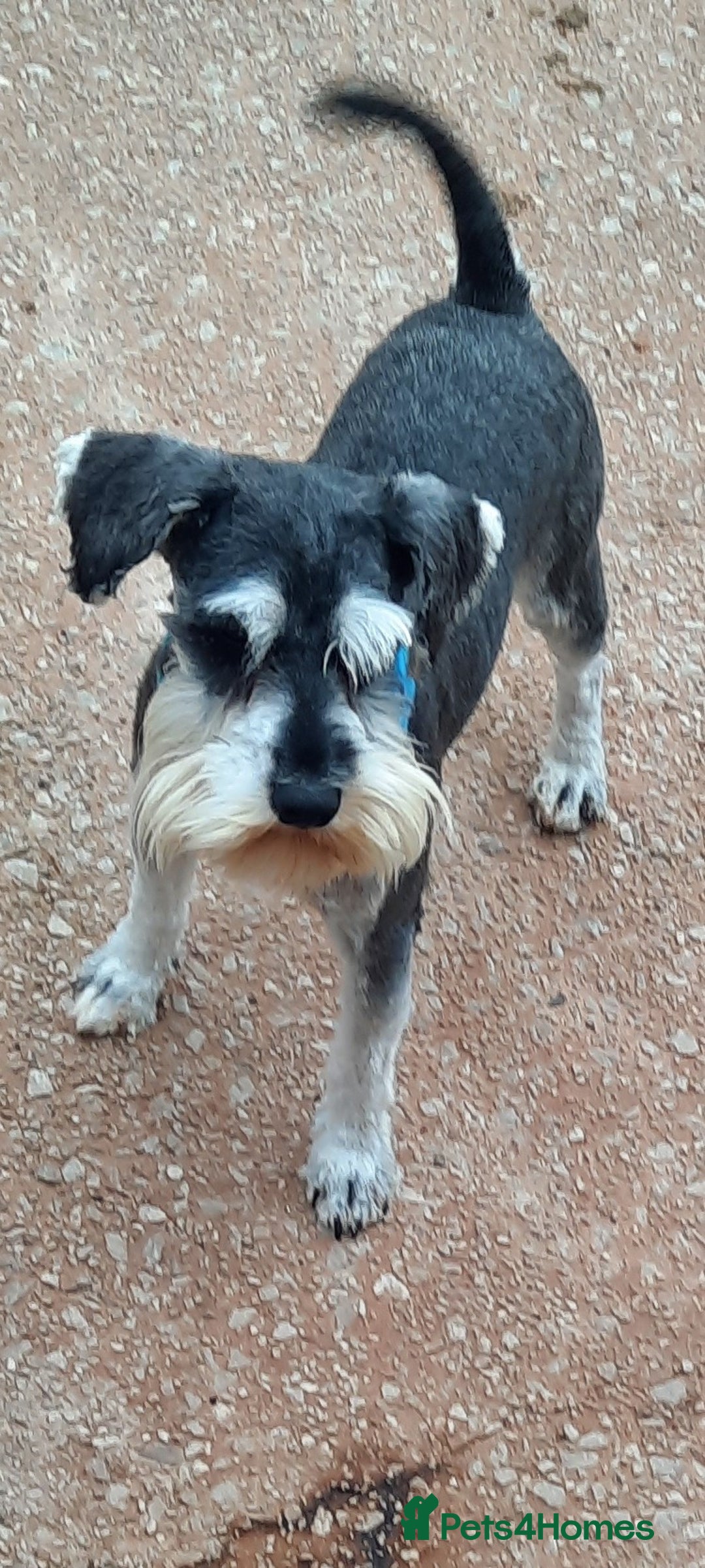 Miniature Schnauzer dogs for sale: KC REG MINI SCHNAUZER MAC AND EYE TESTED - Image 2