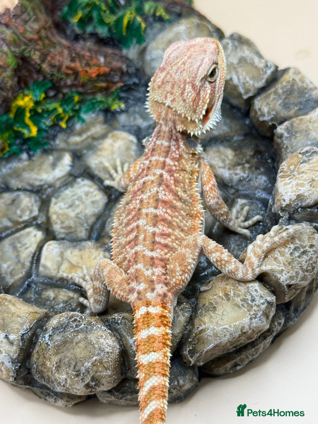 Bearded Dragon reptiles for sale: 🔥Last clutch this year!! Baby bearded dragons 🔥 - Image 6