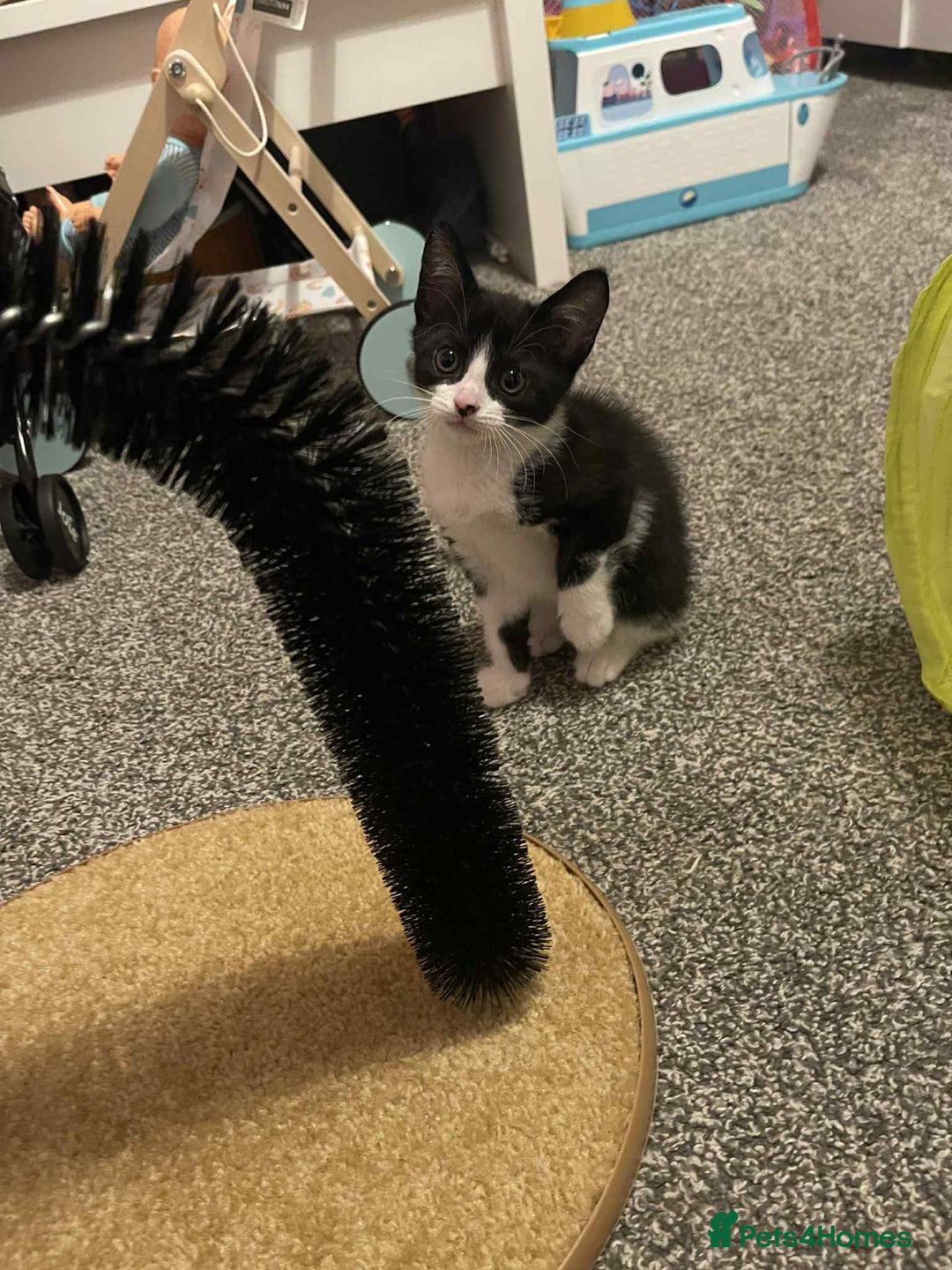 Domestic Shorthair cats for sale: 8 week old black and white kitten  - Image 3