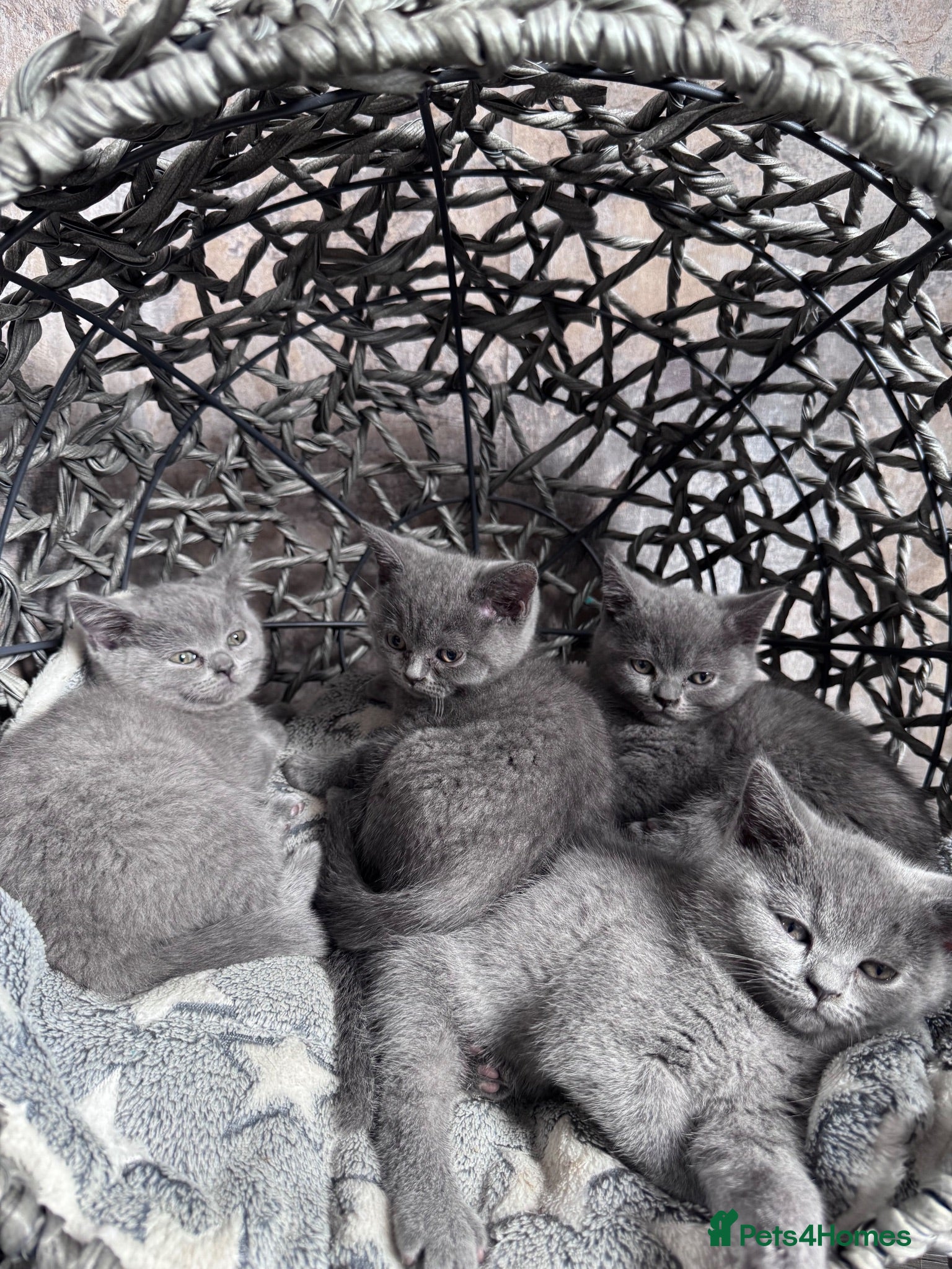 British Shorthair cats Pure British Shorthair - Advert 1