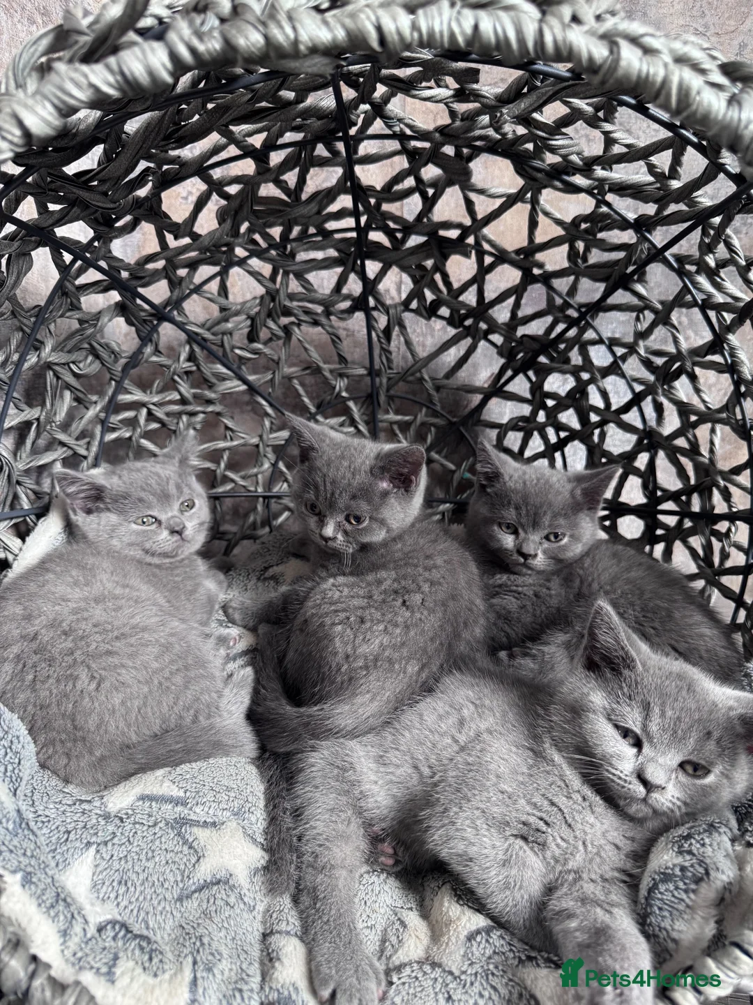 British Shorthair cats for sale: Pure British Shorthair - Advert 1