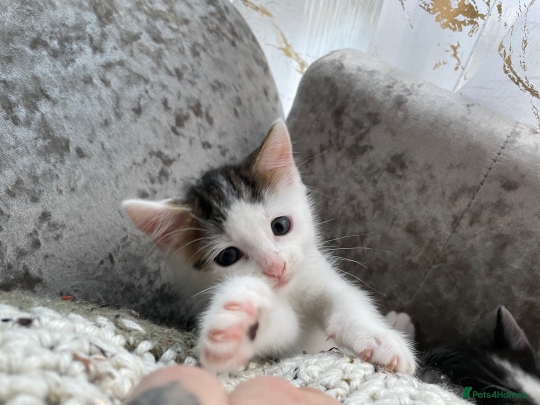 Turkish Van cats for sale: One male tri colour  - Image 9