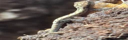 Gecko reptiles for sale: Mourning geckos, Lepidodactylus lugubris in Hereford - Advert 1