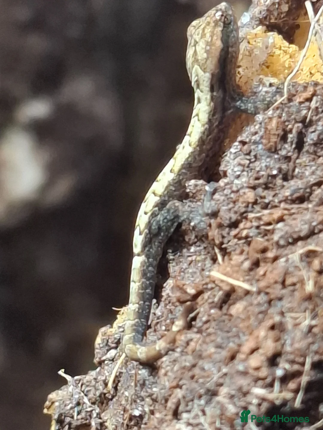 Gecko reptiles for sale: Mourning geckos, Lepidodactylus lugubris in Hereford - Advert 1
