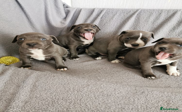 Staffordshire Bull Terrier dogs - Advert 1