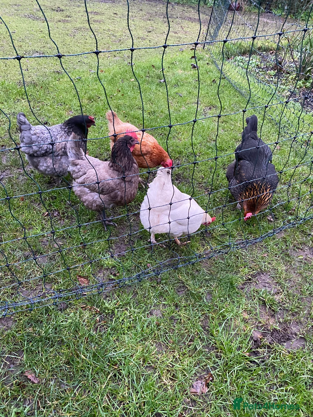 Chickens poultry for sale: 5 Laying Chickens - Advert 3