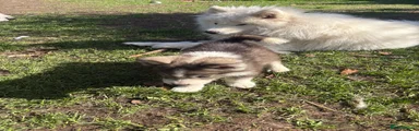 Grey & White Male (Hiro)
