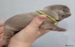 French Bulldog dogs for sale: French Bulldog Visual fluffies - Advert 8