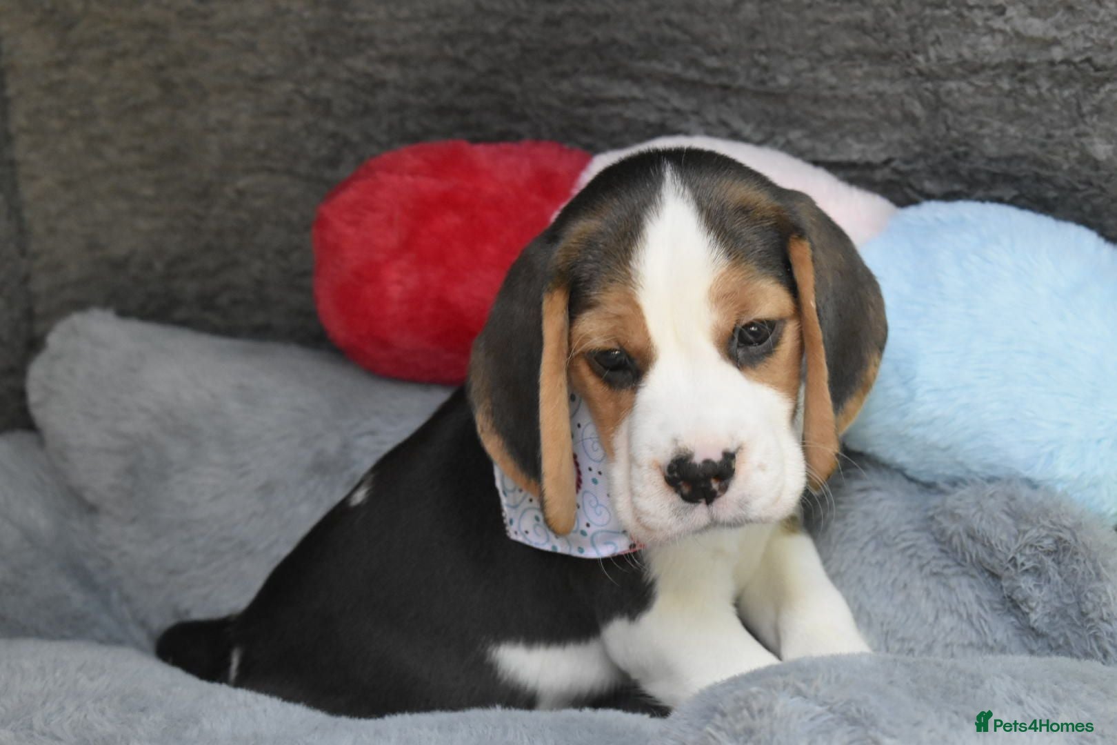 Beagle dogs Beautiful beagle puppies  - Advert 11