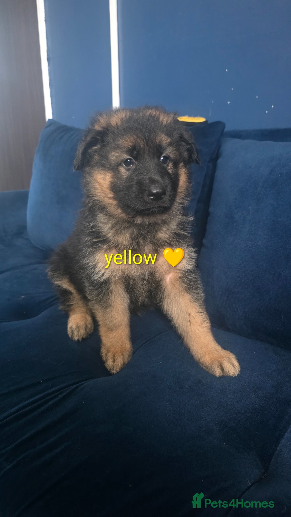 German Shepherd dogs German shepherd puppy  - Advert 2