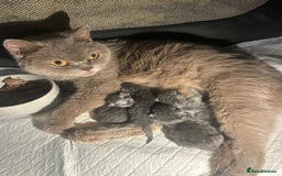 British Shorthair cats for sale: Stunning GCCF BSH kittens (2 MALES left) - Image 8