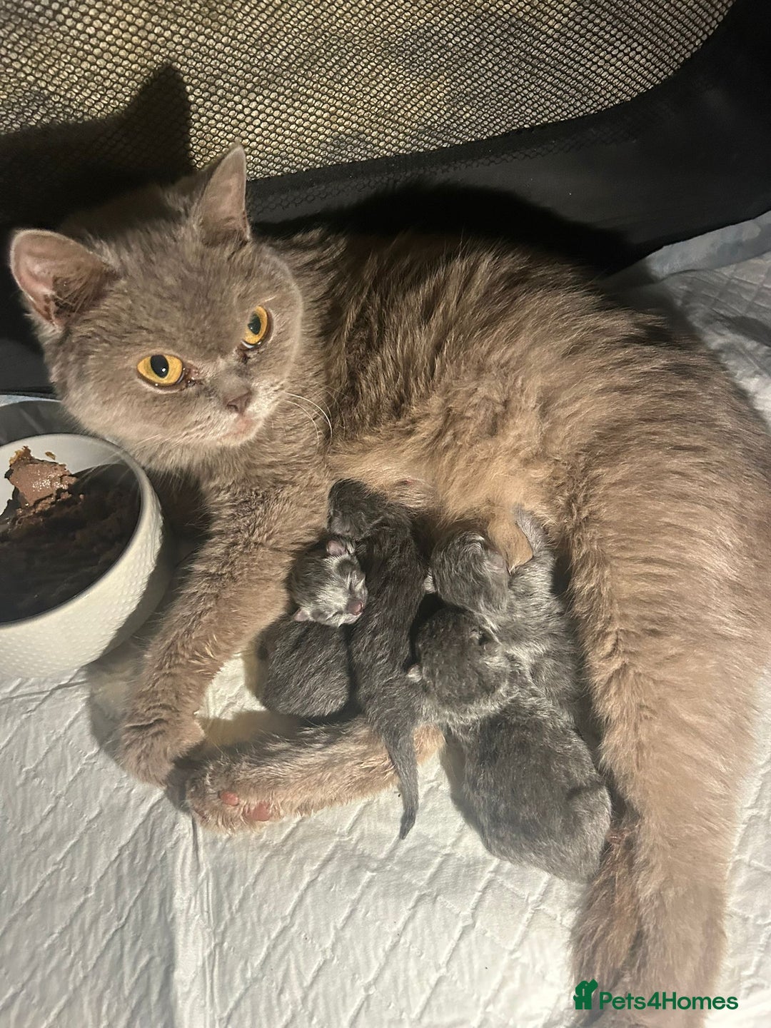 British Shorthair cats for sale: Stunning GCCF BSH kittens (2 MALES left) - Image 8