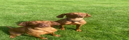 Hungarian Vizsla dogs for sale: Beautiful KC Registered Hungarian Vizsla puppies  in Blackburn - Advert 11