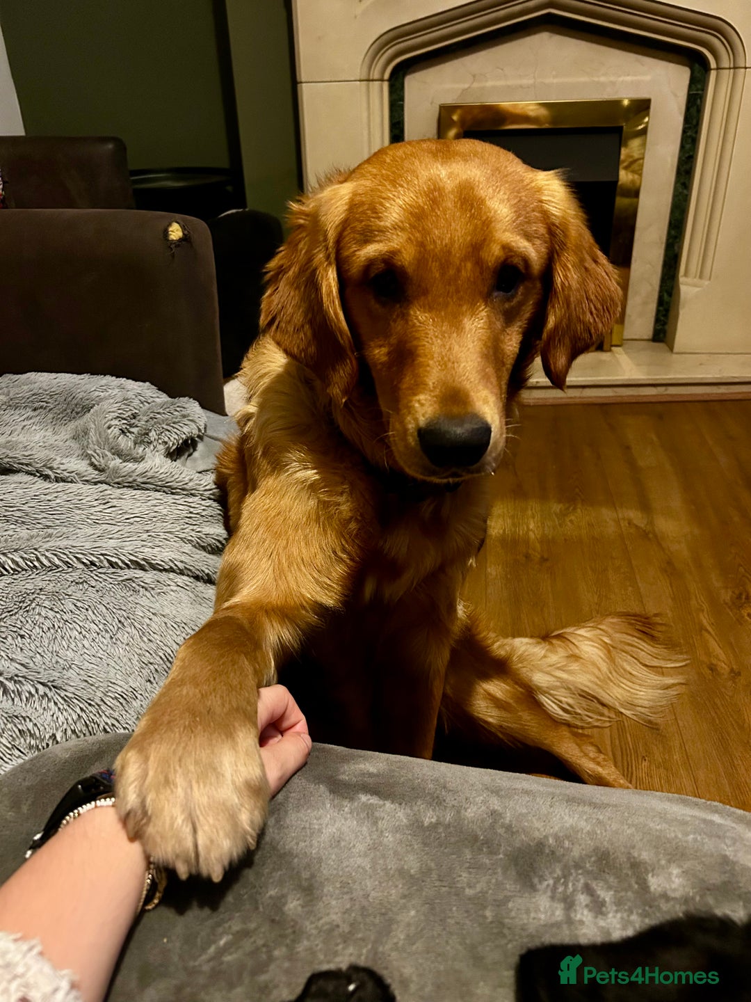 Golden Retriever dogs for sale: Trained Golden Retriever for sale  - Advert 4