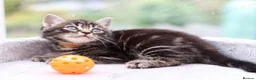 Mixed Breed cats for sale: Tabby Kittens Ready for Collection  - Advert 10