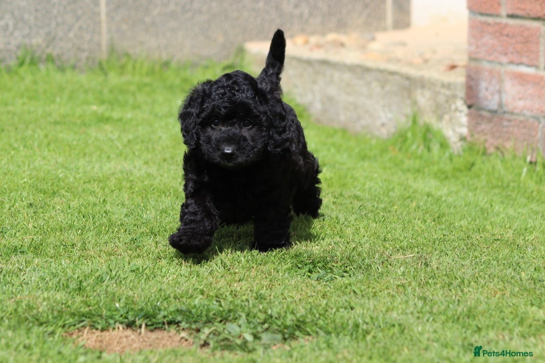 Cavapoochon dogs for sale: Beautiful Cavapoochon puppies for sale - Image 10