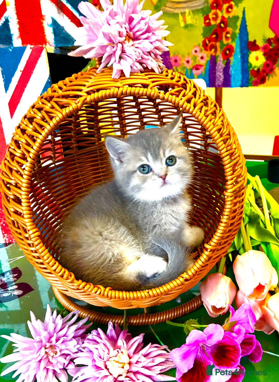 Scottish Fold cats for sale: 5 Scottish Fold Kittens for sale - Advert 8