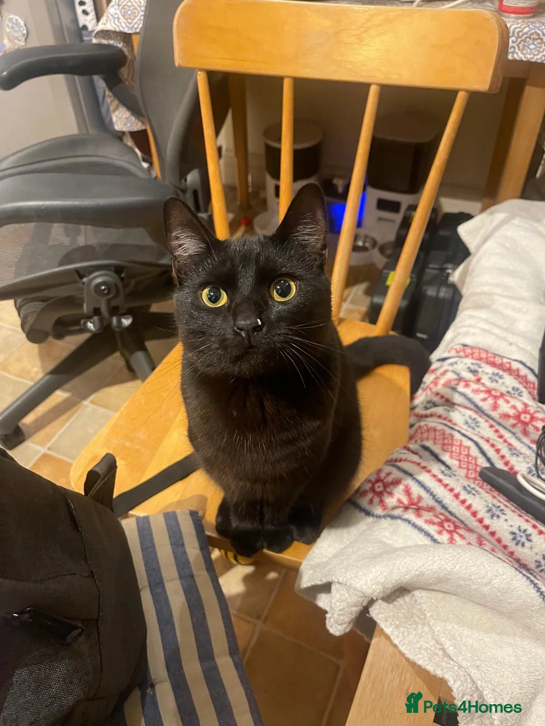 Domestic Shorthair cats for adoption: Two boys looking for a new home together in Oxford - Advert 2