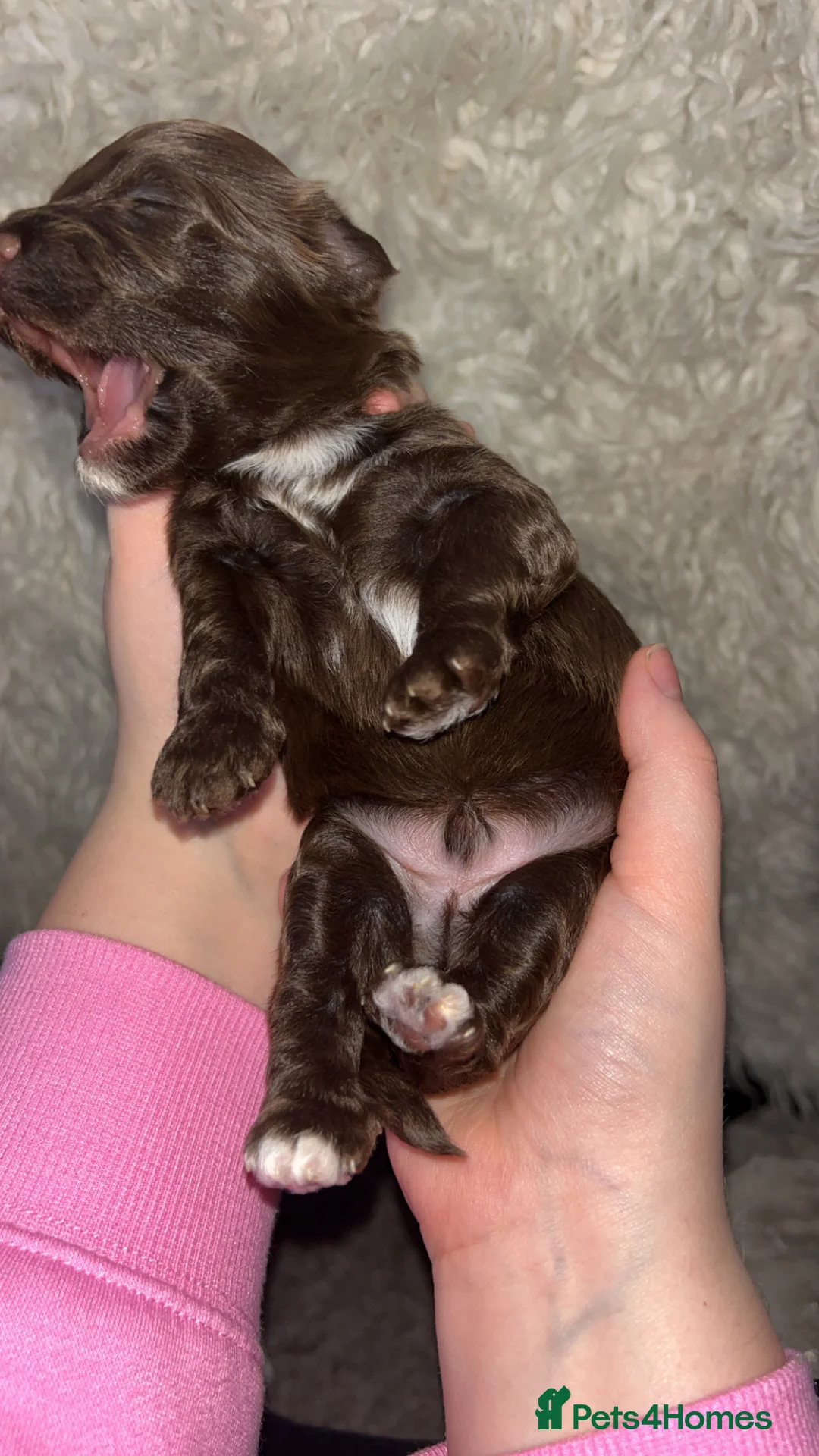 Lhasapoo dogs for sale: lhasapoo BOY ready NOW - Advert 34