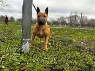 English Bull Terrier dogs English bull terrior looking for home in London - Advert 1