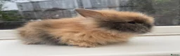Lionhead rabbits for sale: Purebred double maned lion heads  - Advert 2