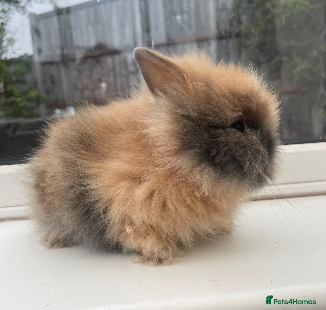 Lionhead rabbits for sale: Purebred double maned lion heads  - Advert 2