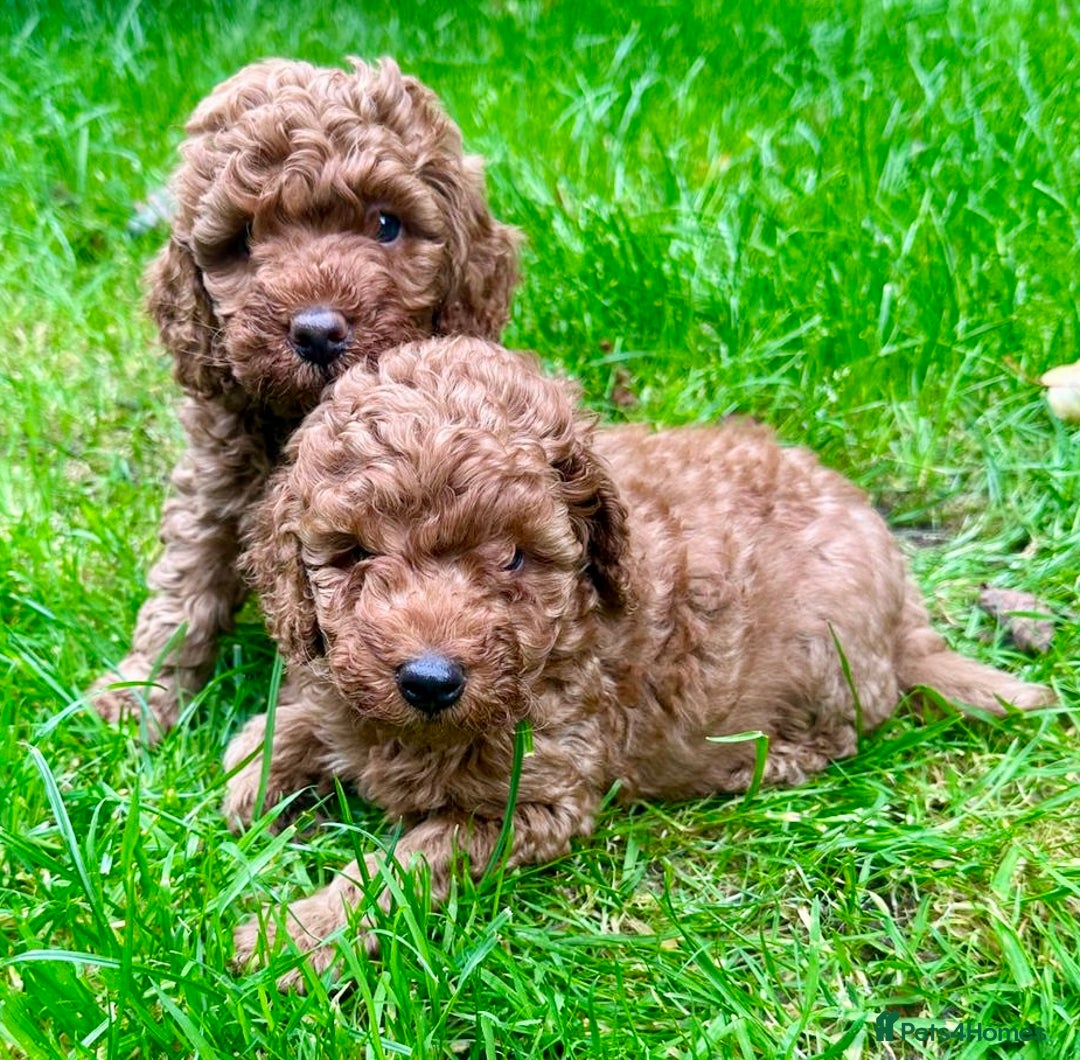 Miniature Poodle dogs for stud: Red KC registered miniature poodle - Health tested in Livingston - Advert 27