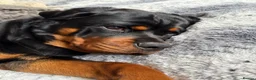 Rottweiler dogs for sale: KC Reg 10 month Rottweiler Gorgeous Boy in Leeds - Advert 3