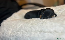 Miniature Pinscher dogs for sale: Gorgeous MinPin Puppies-Ready from 8th Dec! - Advert 20