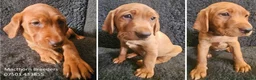 Labrador Retriever dogs for sale: Stunning Red Fox Labs-KC Reg, Health Checked, FTCH - Advert 3