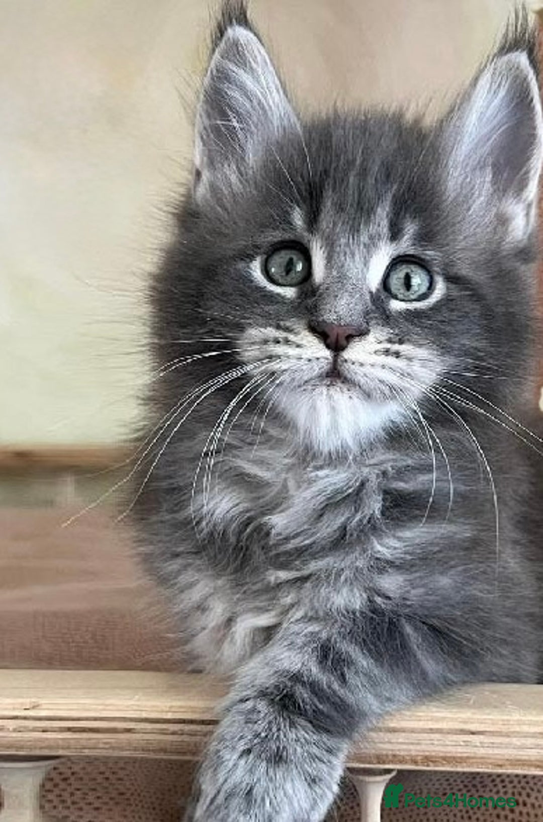 Maine Coon cats for sale: Xl Stunning Maine coon kittens  - Image 27