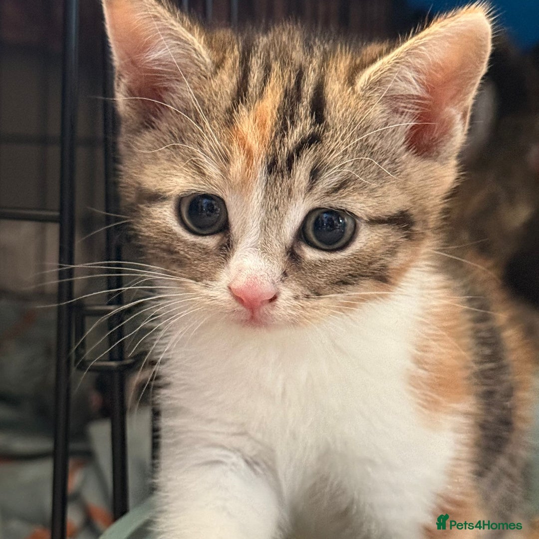 Mixed Breed cats for sale: Two girls left  - Image 12