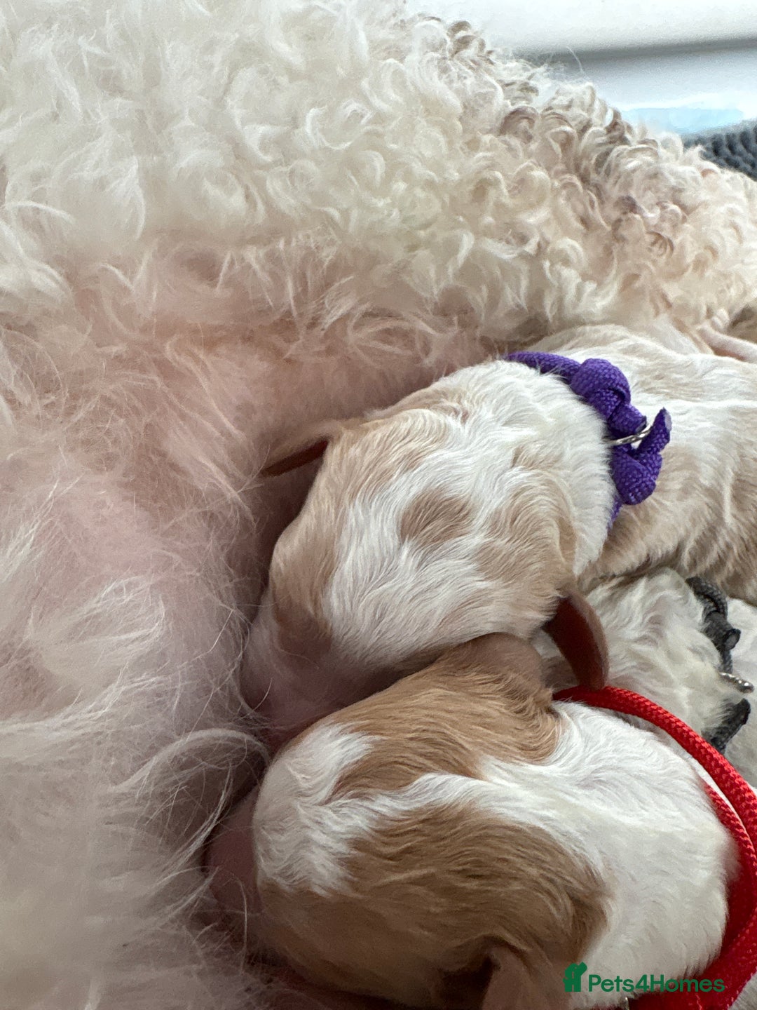 Double Doodle dogs for sale: Parti Double Doodles 🐾  - Image 13