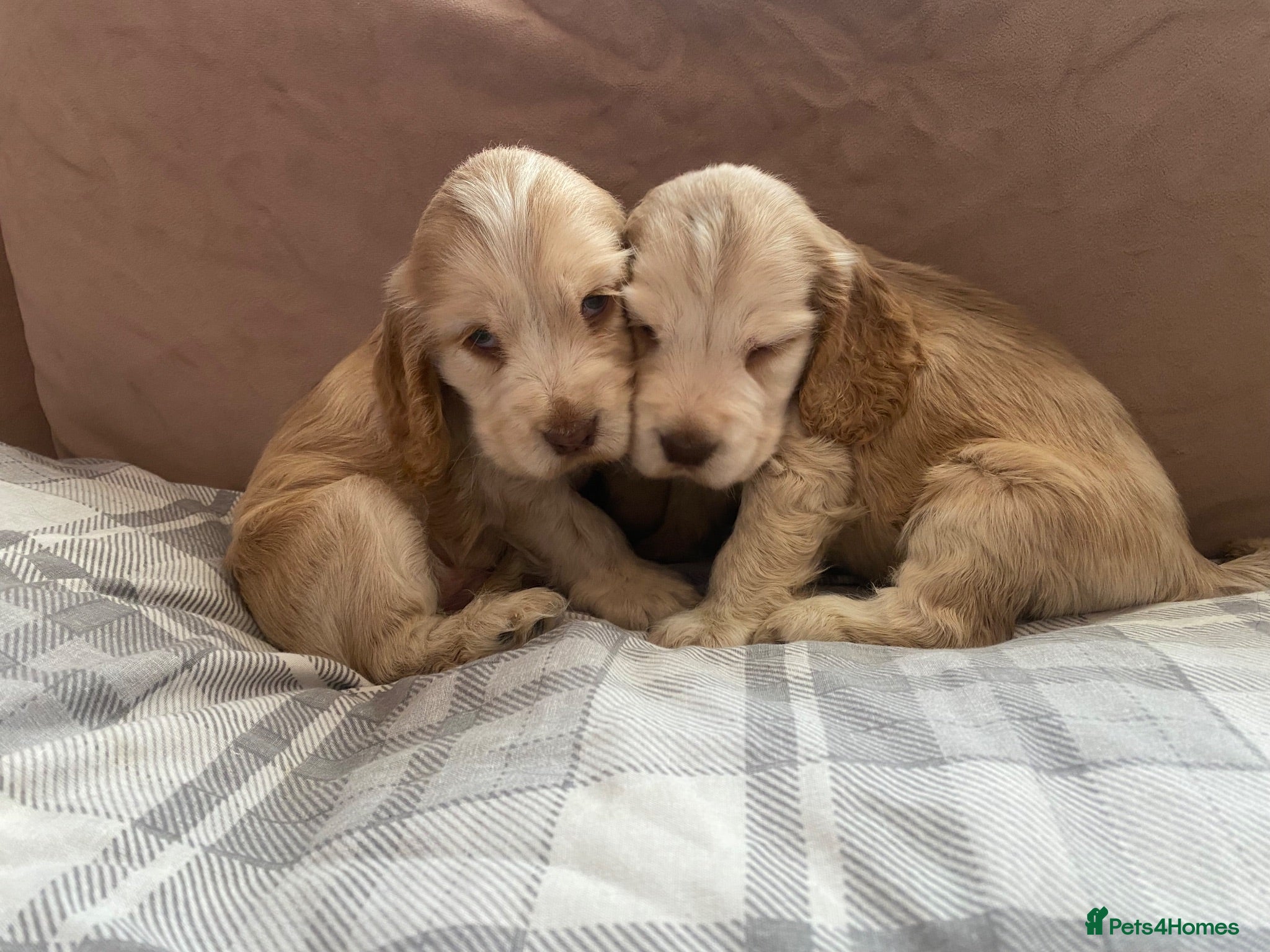Cocker Spaniel dogs KC Registered. Show Type Cocker Spaniel Puppies. - Advert 2