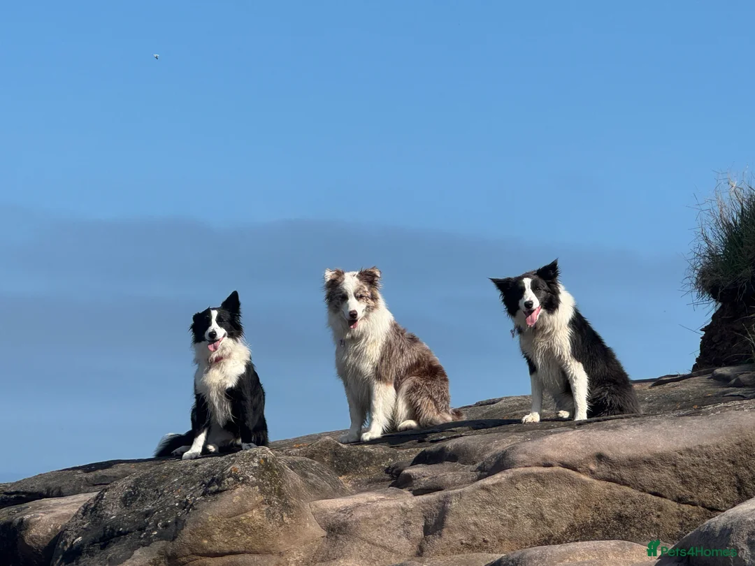 Border Collie dogs for sale: Stunning KC Reg Health Tested Border Collies - Advert 4