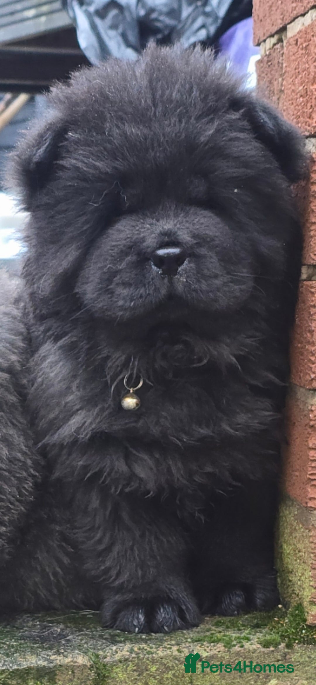 Chow Chow dogs Female ready to leave! 5⭐️homes - Advert 1