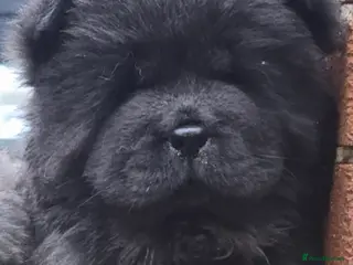 Chow Chow dogs Female ready to leave! 5⭐️homes - Advert 1