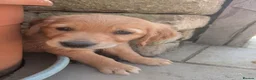 Golden Retriever dogs for sale: KC Reg Health Tested Dark Golden Retriever Puppies - Advert 8