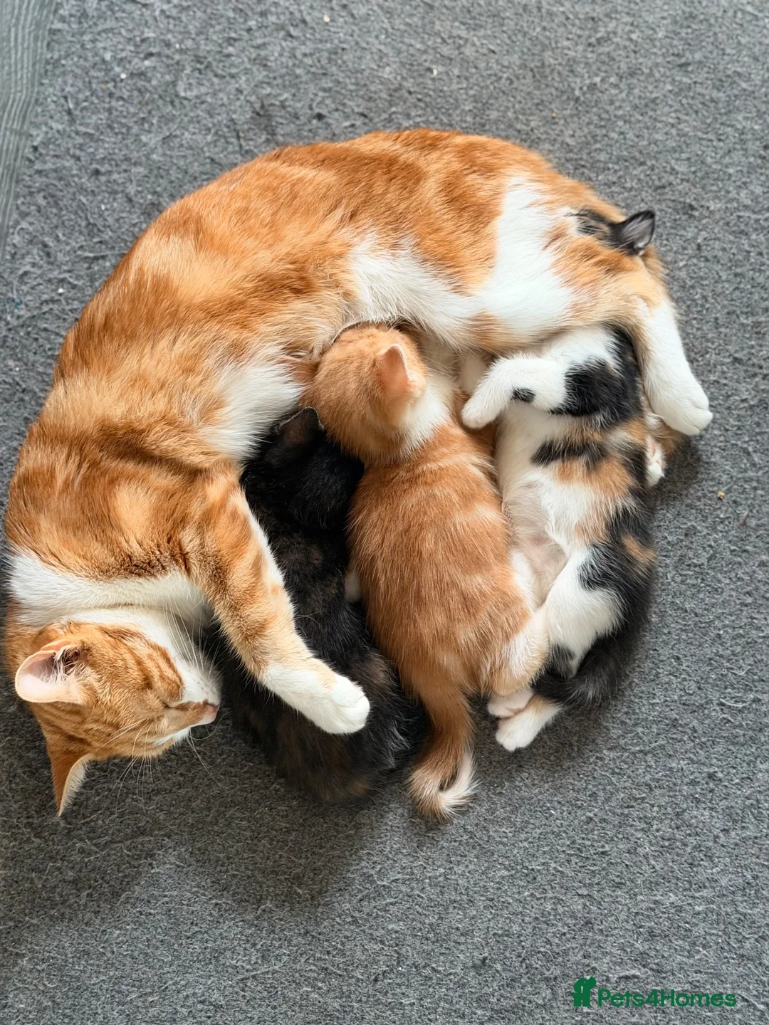 Mixed Breed cats for sale: Kittens for sale - Advert 6
