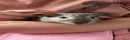 Guinea Pig rodents for sale: 2 bonded boars  in Loughborough - Advert 2