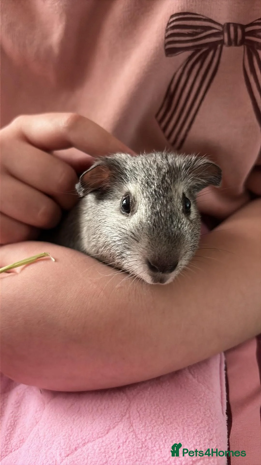 Guinea Pig rodents for sale: 2 bonded boars  in Loughborough - Advert 2