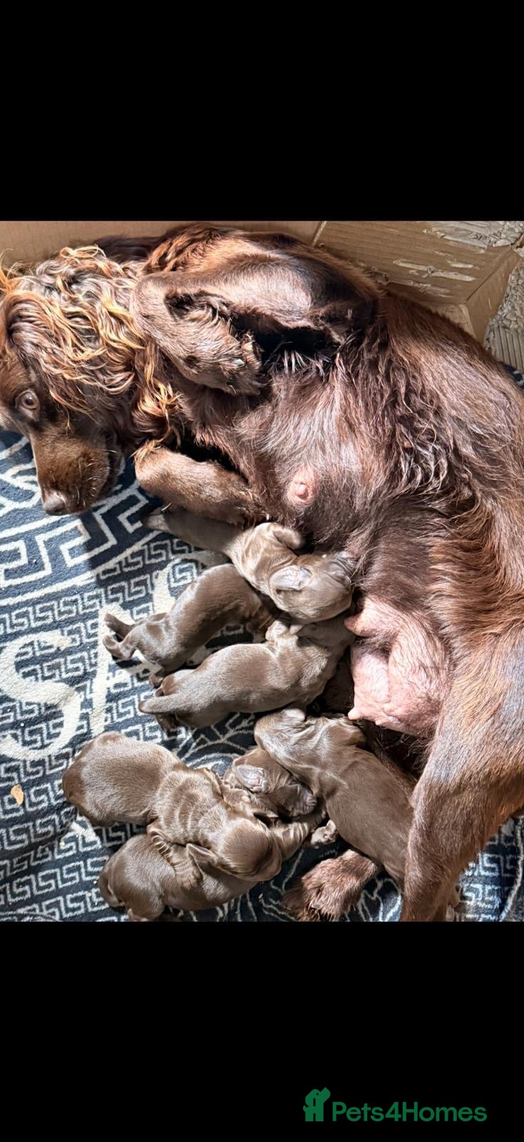 Cocker Spaniel dogs Stunning Cocker Pups  - Advert 1