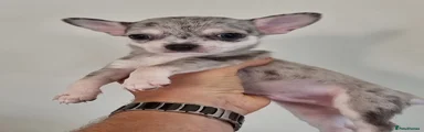 Chihuahua 4